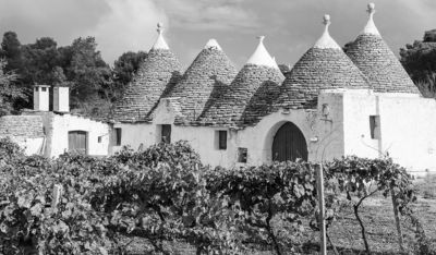 La vigna di ZappalaNotte